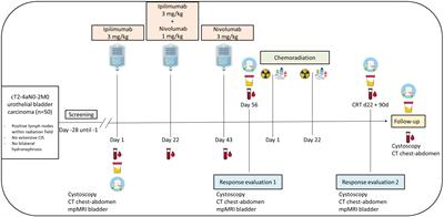 Induction therapy with ipilimumab and nivolumab followed by consolidative chemoradiation as organ-sparing treatment in urothelial bladder cancer: study protocol of the INDIBLADE trial